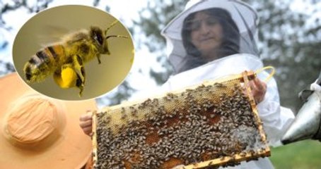 Sokmayan Arı"Ya Yoğun Talep