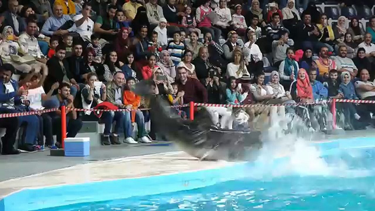 İstanbul Dolphinarium Yunus Gösteri Merkezi bu yunuslar harika