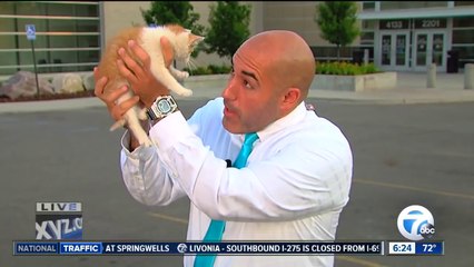 Ce chaton fout en l'air une interview TV en direct en plein JT