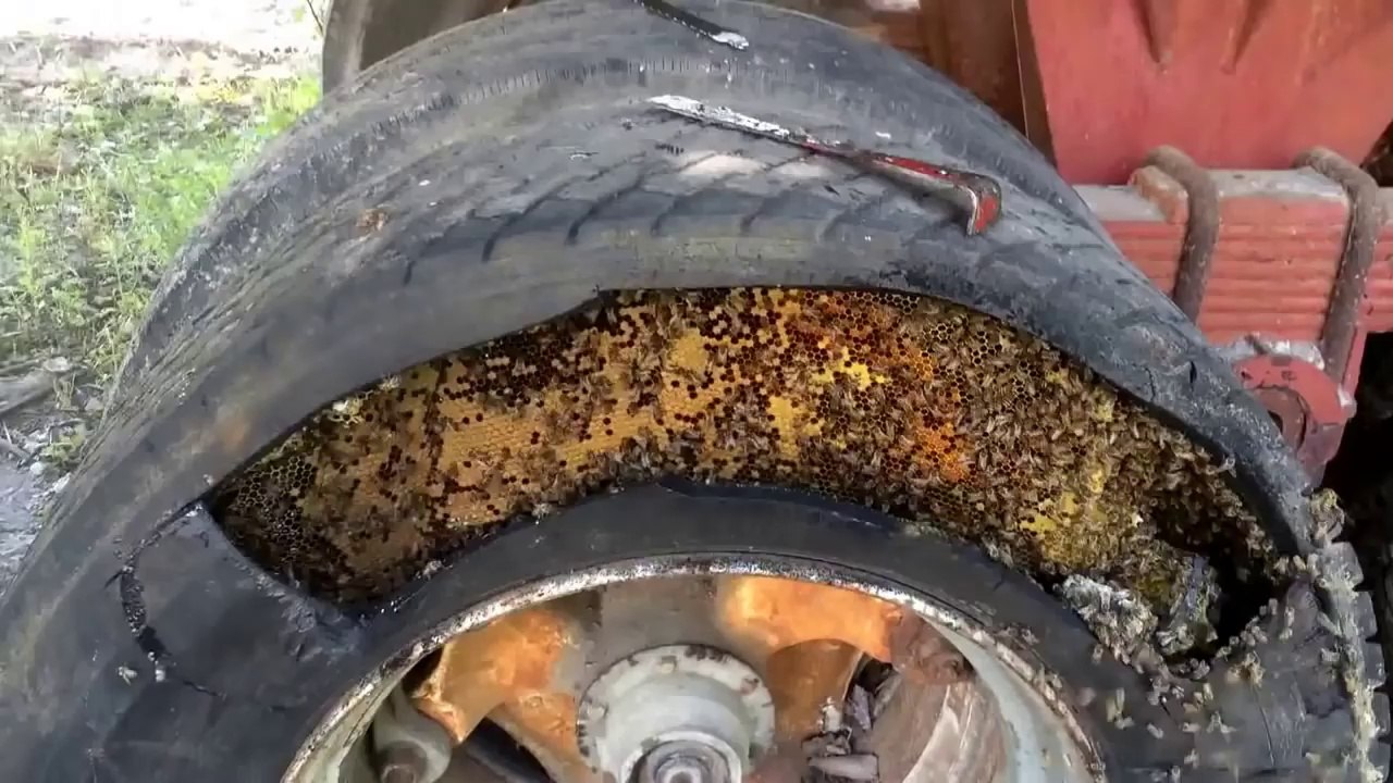 Essaim d'abeilles géant dans un pneu de camion extrait vers une ruche
