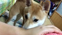 柴犬もも「ねぇ、なでて」Cute and lovely dog Shiba Inu