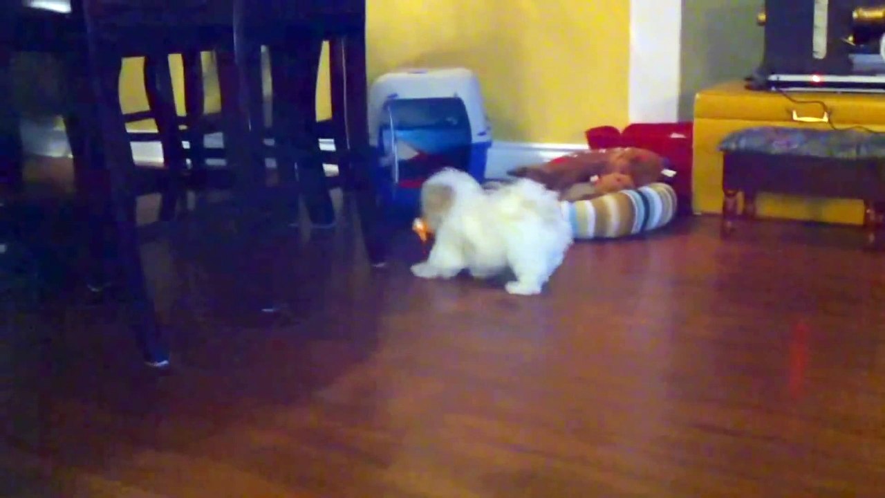 Teacup Shih tzu Puppies Cute shihtzu pups playing cutiest baby pet puppy compilation