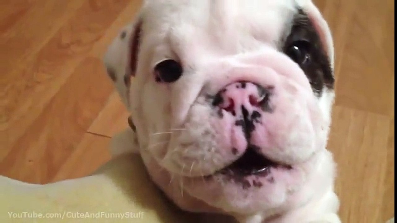 The Cutest Puppies Compilation