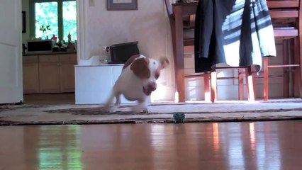 Puppy vs. Robot Crab  Cute Dog Maymo