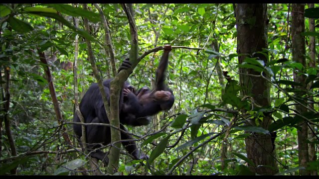 See Chimpanzee, Save Chimpanzees