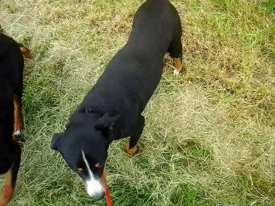 Un appenzell heureux en balade - Ichigo