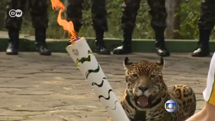 Olimpiyat jaguarını vurarak öldürdüler