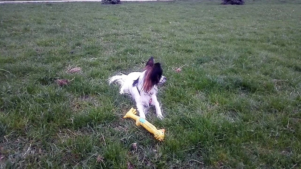 Eemily Parker Papillon