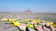 Les moutons de la Baie du Mont-Saint-Michel aux couleurs du Tour de France