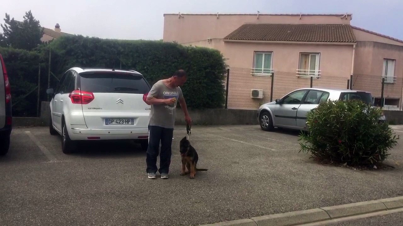 Education canine la ciotat 13 83 exercice de pas bouger toutoucool13