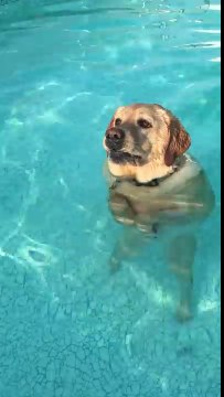 Un chien découvre qu'il peut se tenir debout dans la piscine