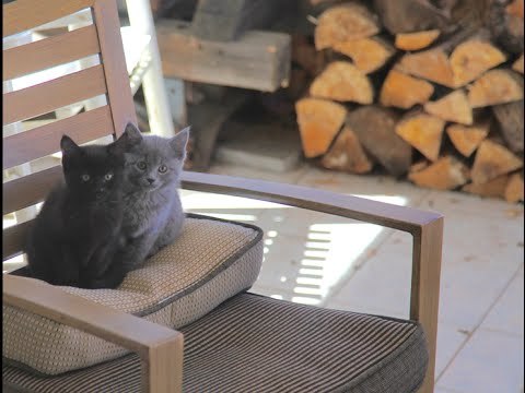 Tiny Dog Delighted With Kitten Playmates