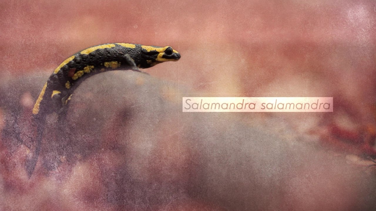 La salamandre tachetée  Portail des parcs nationaux de France
