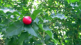 Week 28: Mites in the Orchard and Sweet Sounding Tropical Fruits