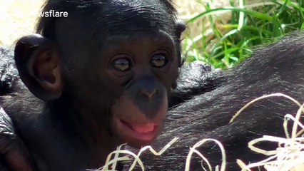 Adorable baby bonobo cuddles up to its mum