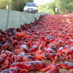 La migración del cangrejo en la Isla de Navidad