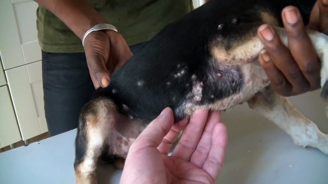 Quand le vétérinaire voit ce pauvre chien, il n'arrive pas à croire ce qui est logé dans sa peau!
