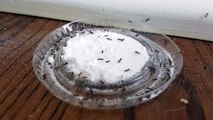 Ants at the Borax & Powdered Sugar Buffet