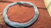 Serpente rimane incastrato per tre ore all'interno della sua stessa pelle