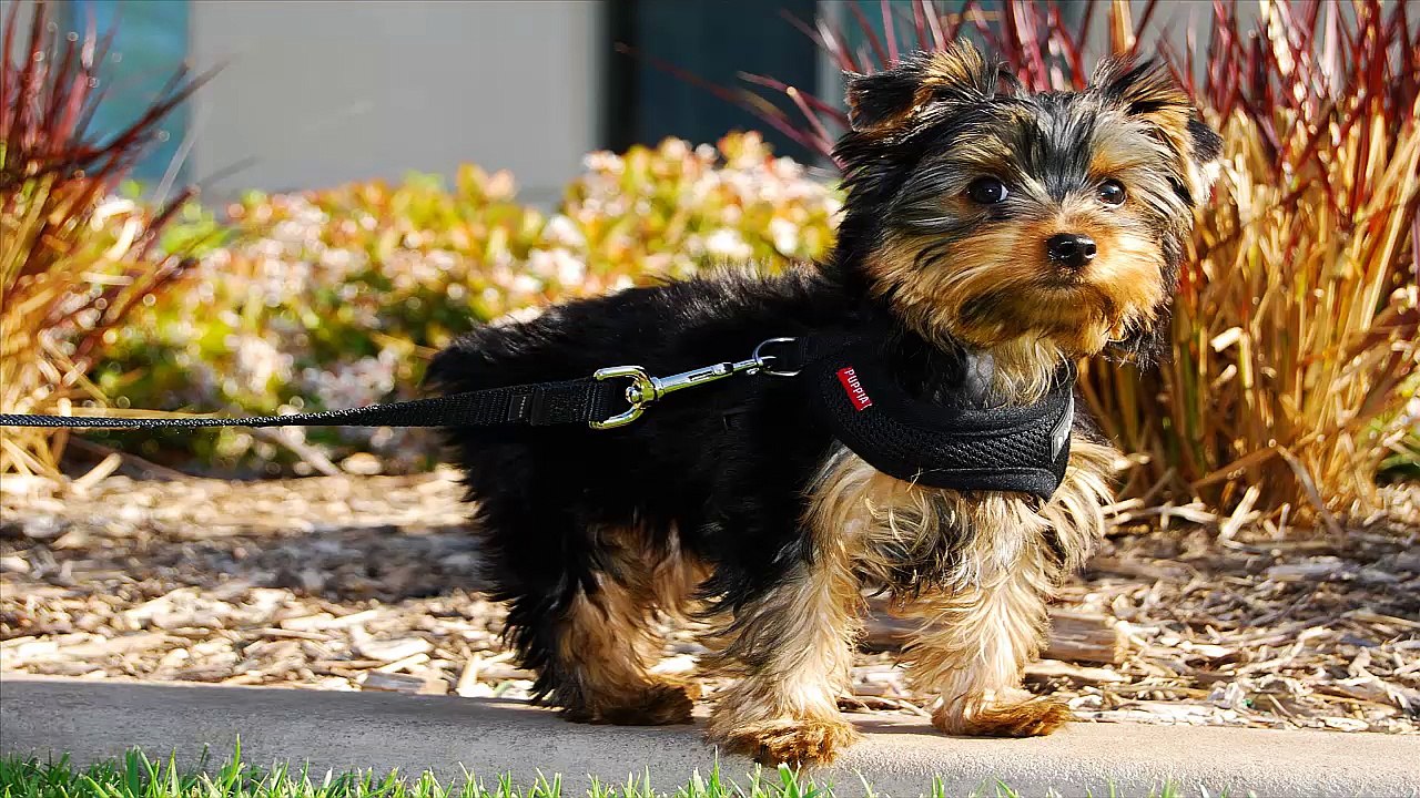 Top 10 Latest smallest Dogs of 2016
