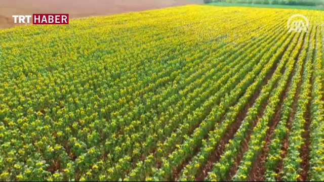 Ayçiçek tarlaları, fotoğraf stüdyosuna döndü