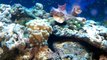 29 gallon biocube reef