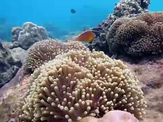 2010-11-29 G11.2 MVI 0874