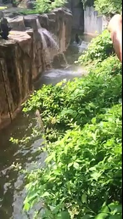 Cincinnati zoo kills gorilla to save boy who fell into enclosure [HD Original]