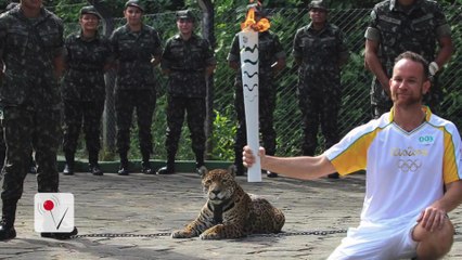 Olympic Jaguar Shot Dead After Escaping From Its Handlers