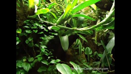 Terrarium tropical en bois pour dendrobates