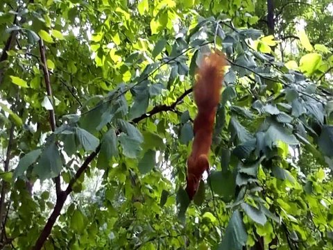 Заставка лето