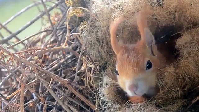 Такое вот чудо поселилось за окном ))