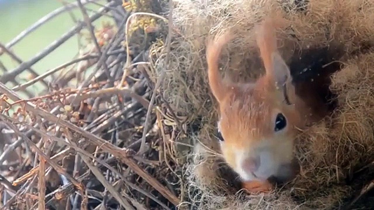 Такое вот чудо поселилось за окном ))