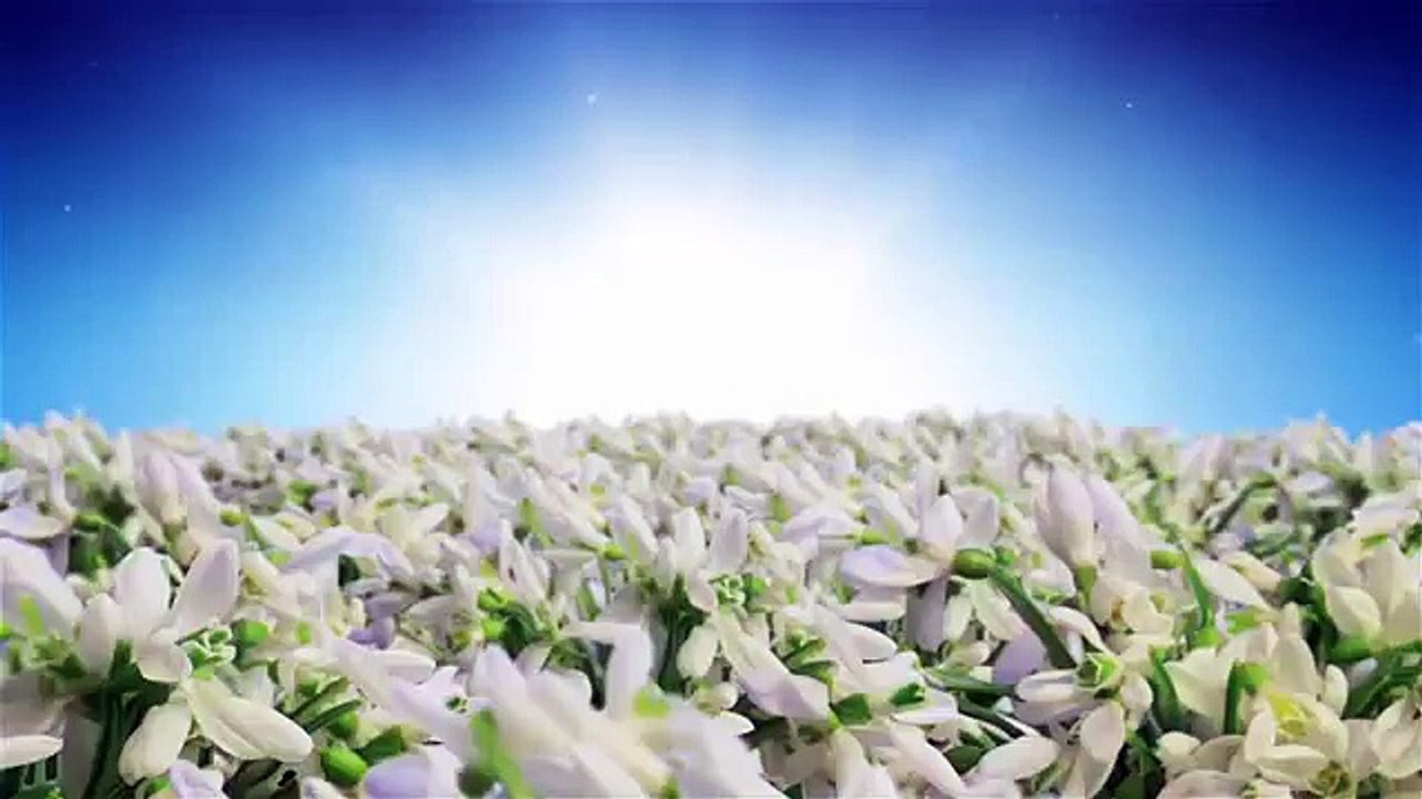 Spring Flowers Logo Sting | After Effects template