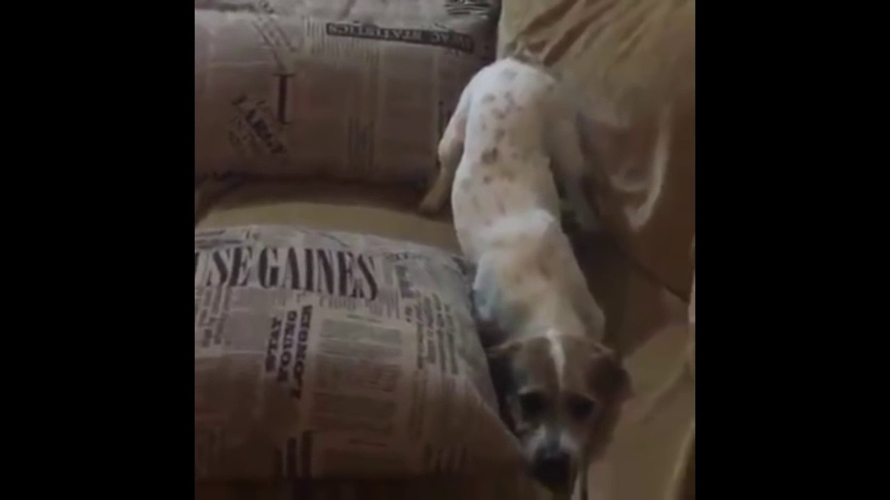Dog Watching Conjuring 2-Funny Moment