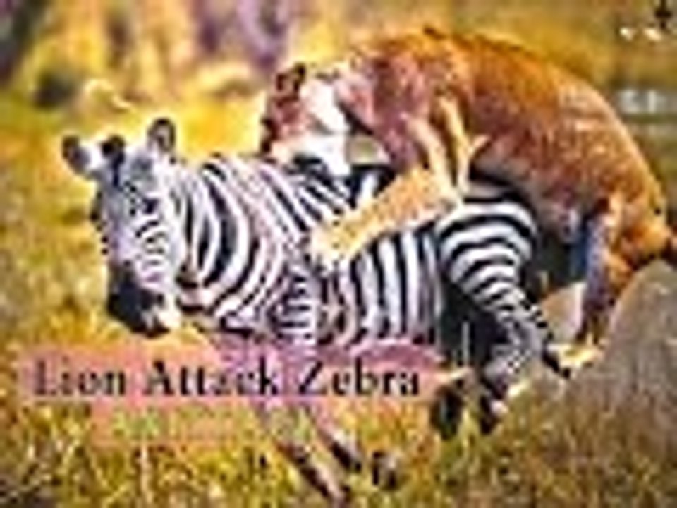 lion attack zebra top 10 HD