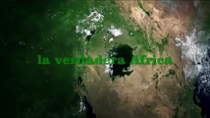 Vea como los hipopótamos ahuyentan a los leones de sus crias