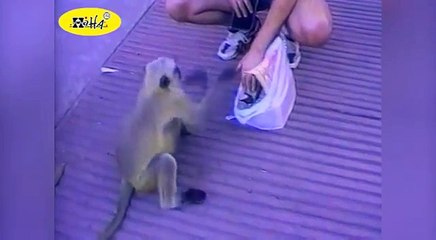 Funny Animal Videos : Funny Animals FAIL Compilation : Best of June 2012