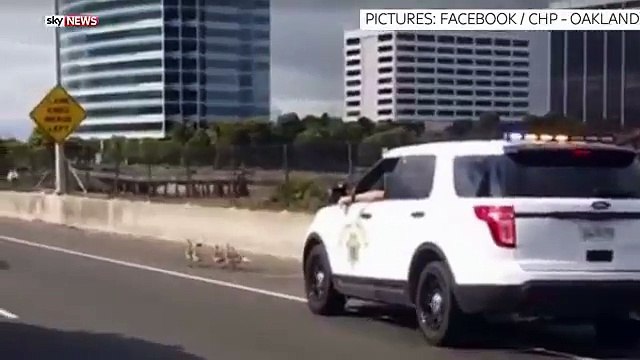 Gaggle of baby geese take the high road