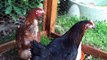 Mes animaux #2 Mes poules
