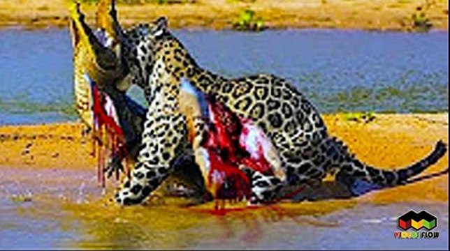 Most Amazing Wild Animal Attacks Biggest Animal Fights Caught on Camera CRAZIEST Animal Fights