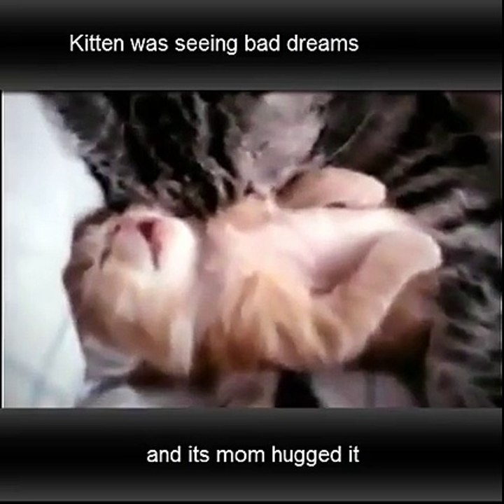 Cutest kitten ever