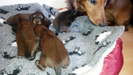 les M , 1 semaine avec leur grand-mere et leur demi soeur de 5 mois