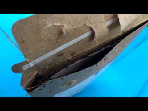 Man Opens Envelope and Discovers Ants Everywhere