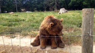 Bear catching bread at Olympic Game Farm