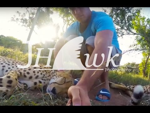 Vlogger Spends Time Relaxing With Cheetahs in South Africa