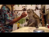 This Monkey Loves Getting Dolled Up