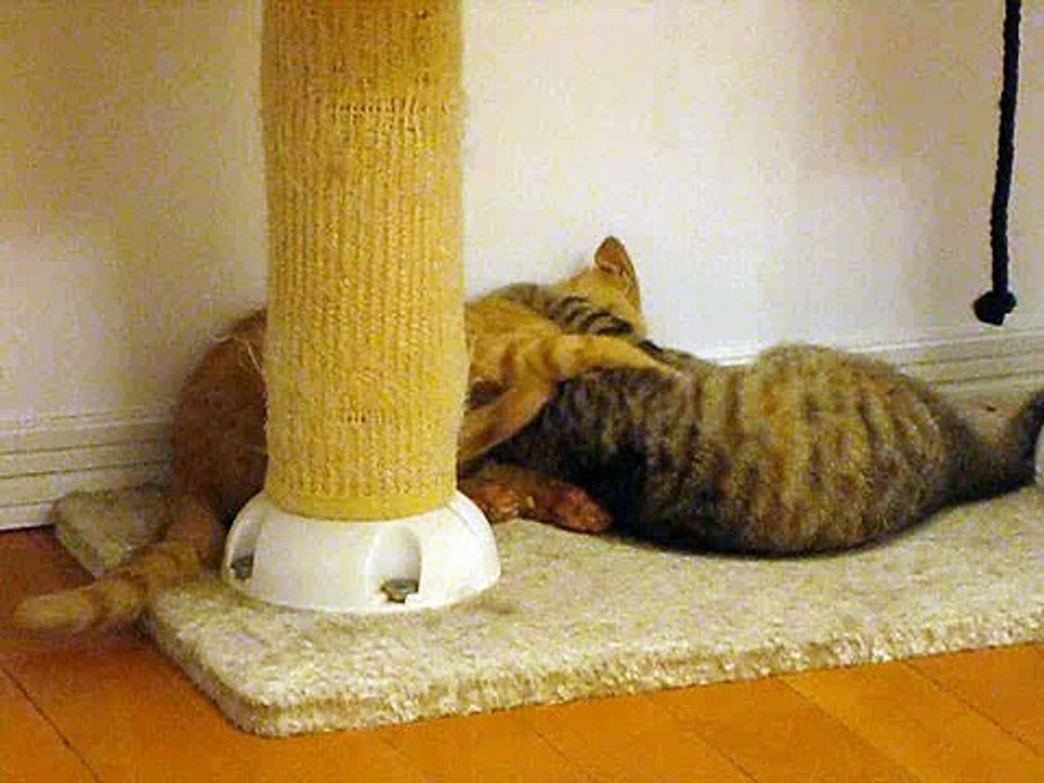 子猫あっくんの日記　vol.28