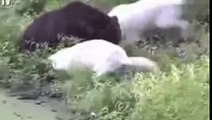 Biggest Wild Animal Fights   Lion, tiger, Anaconda, crocodile, Bear   Fighting Animals #40