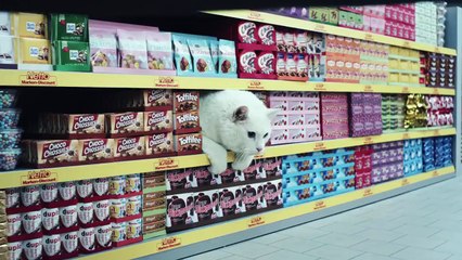 Quand des chats font leurs courses dans un supermarché Netto